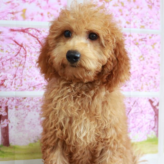 Shelby - Goldendoodle