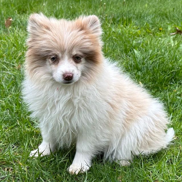 Beautiful - Pomeranian