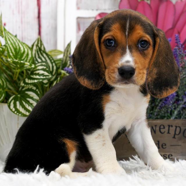 Tex - Beagle