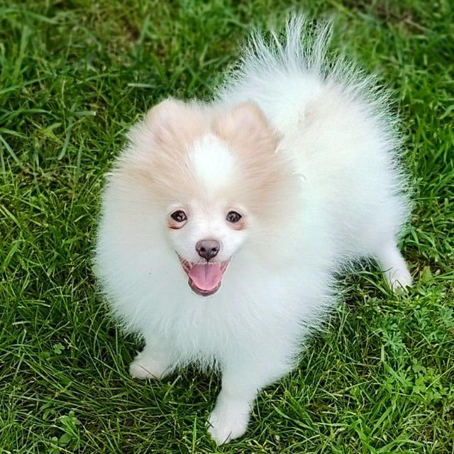 Toby - Pomeranian