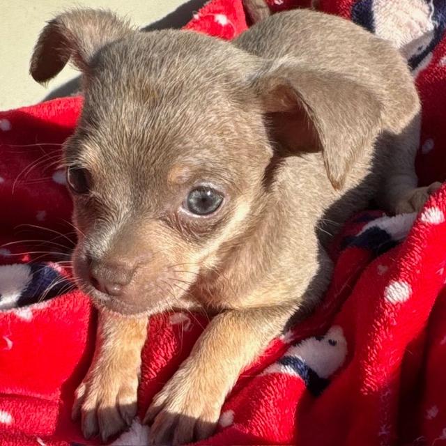 Mercy - Chihuahua