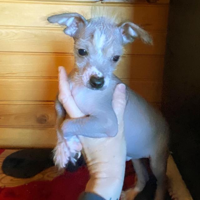 Ace  - Chinese Crested